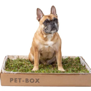 Rampa Pequena + Graminha Box Classic - Kit Seu Pet Saudável