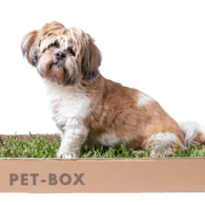 Rampa Pequena + Graminha Box Classic - Kit Seu Pet Saudável